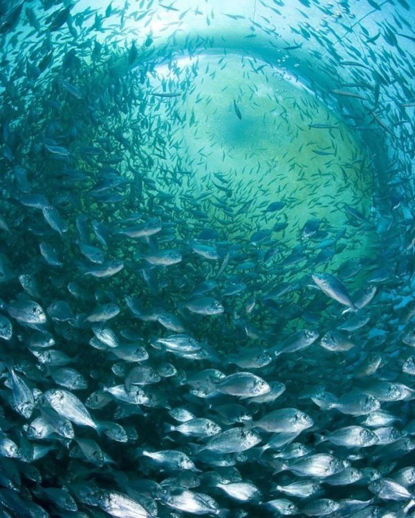 عکس طبیعت بسیار دیدنی از ماهی های فراوان
