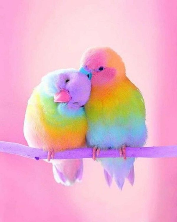 عکس بسیار زیبا از دو پرنده عاشق رنگی