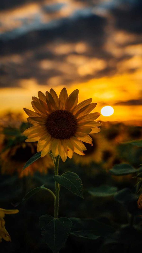 عکس زیبا از گل آفتابگردان و خورشید