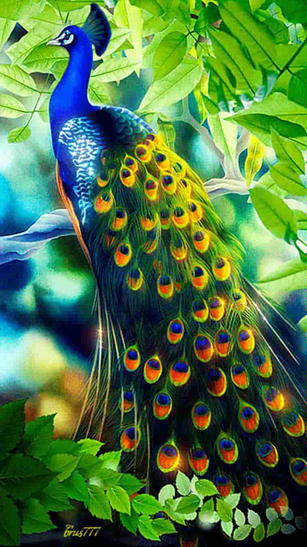 عکس طاووس زیبا در طبیعت
