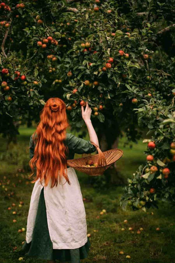 دختر زیبای مو قرمز در حال چیدن میوه