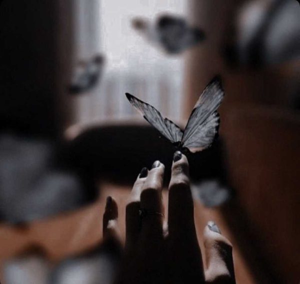 عکس پروانه روی دست دخترونه برای پروفایل