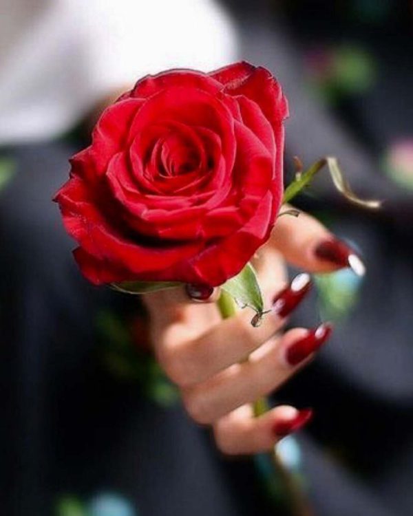 عکس دختر با گل برای پروفایل واتساپ